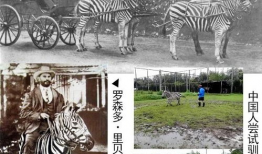 斑马电影,探寻非洲草原上的生命奇迹